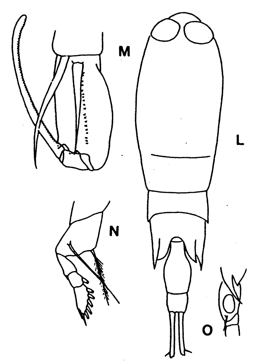 Espèce Corycaeus (Corycaeus) crassiusculus - Planche 14 de figures morphologiques