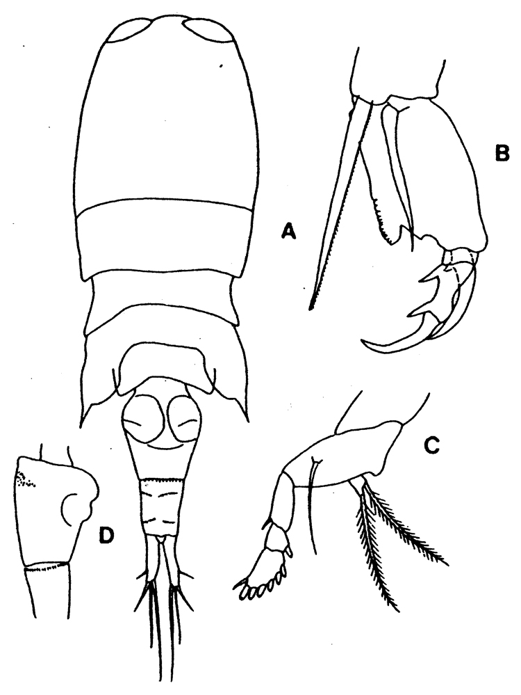 Species Corycaeus (Ditrichocorycaeus) andrewsi - Plate 12 of morphological figures