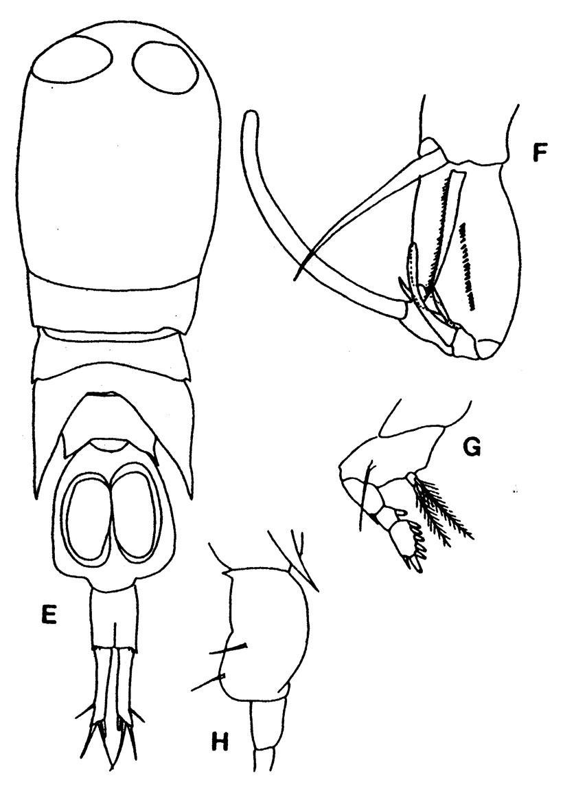 Species Corycaeus (Ditrichocorycaeus) andrewsi - Plate 13 of morphological figures