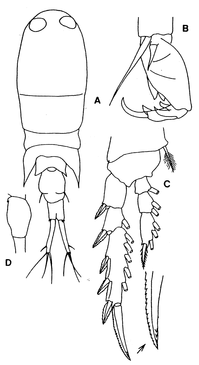 Species Corycaeus (Ditrichocorycaeus) affinis - Plate 4 of morphological figures