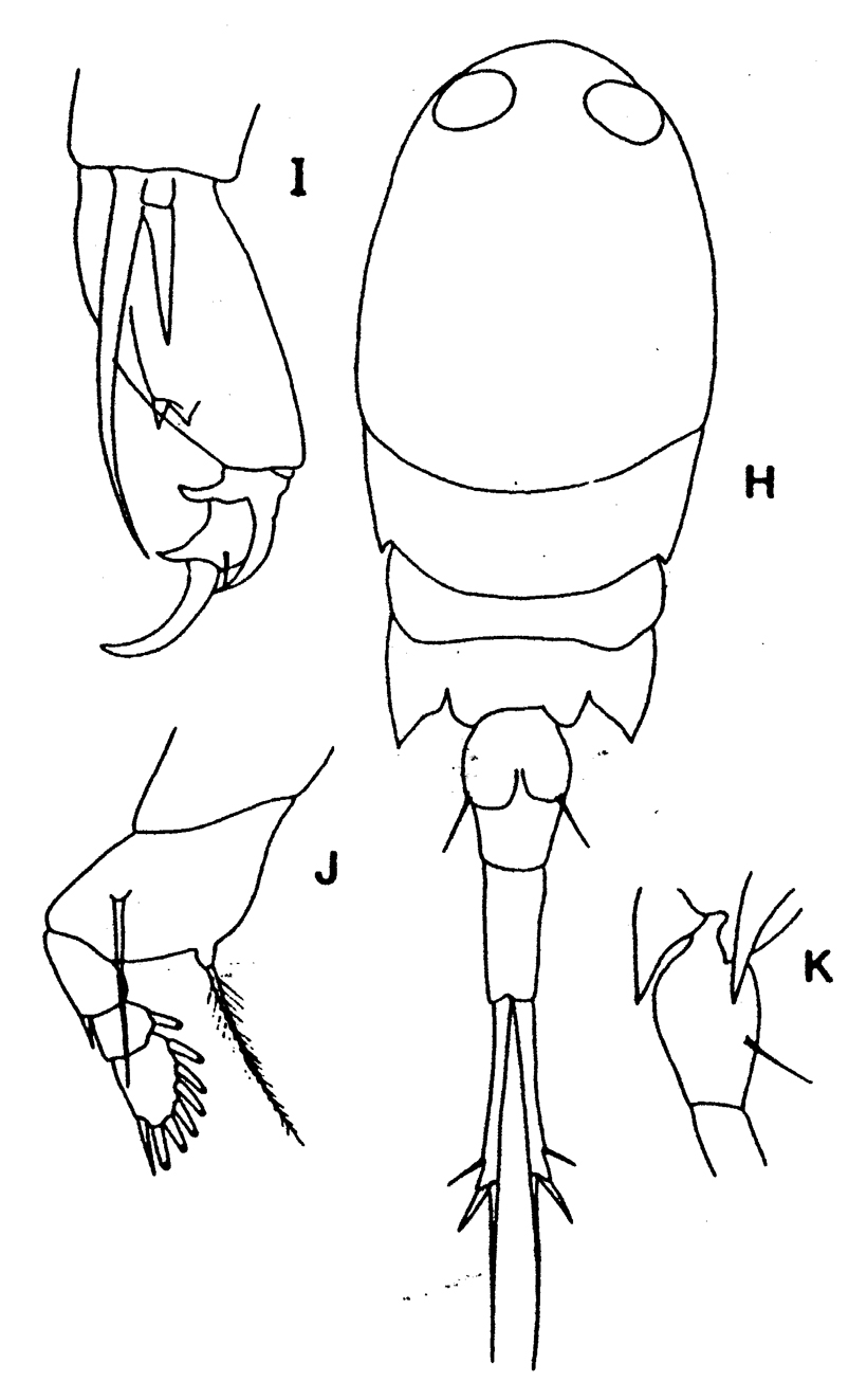 Species Corycaeus (Onychocorycaeus) agilis - Plate 14 of morphological figures