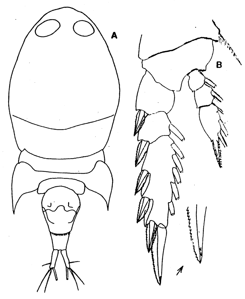 Species Corycaeus (Onychocorycaeus) pacificus - Plate 12 of morphological figures