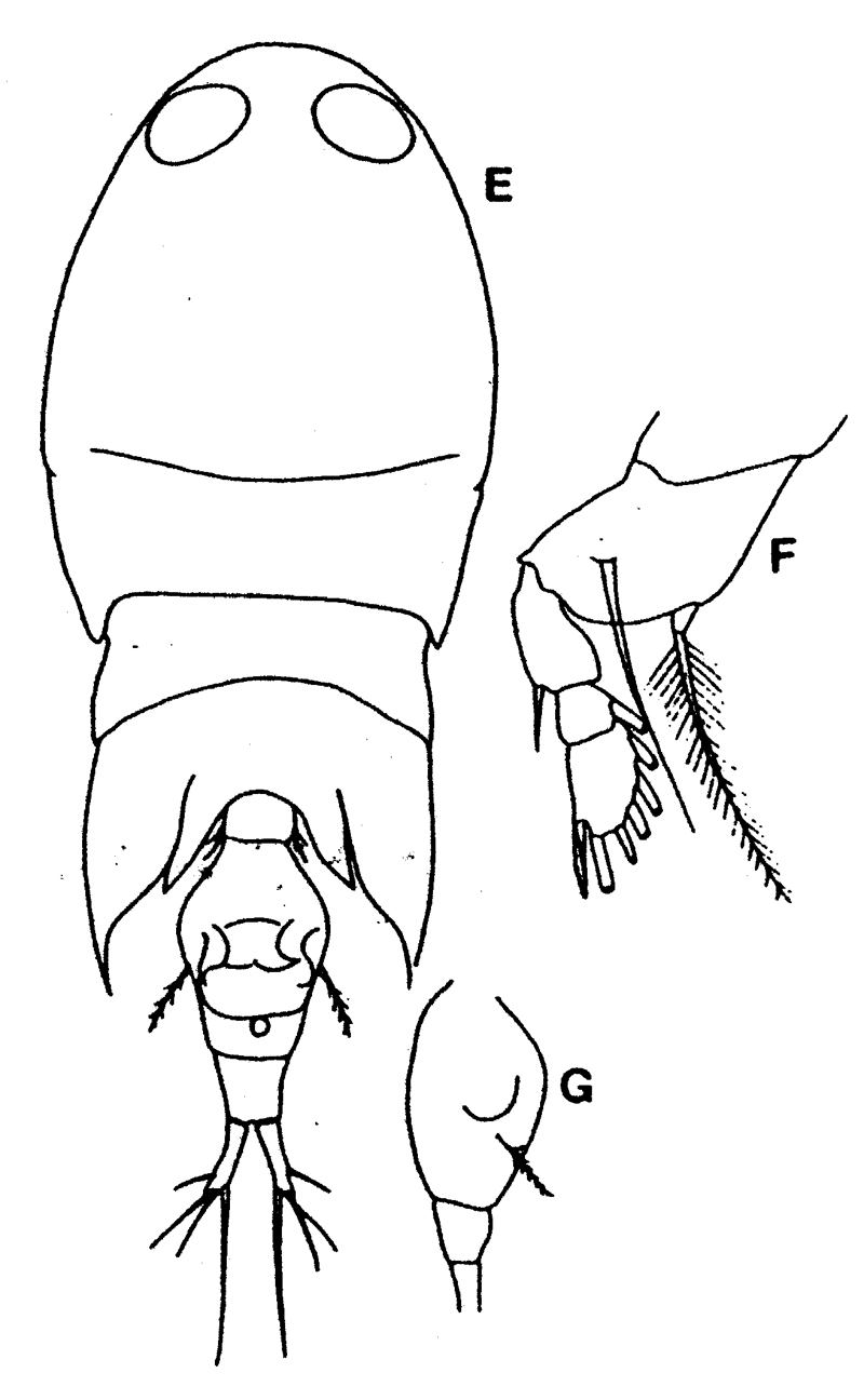 Espce Corycaeus (Onychocorycaeus) catus - Planche 14 de figures morphologiques