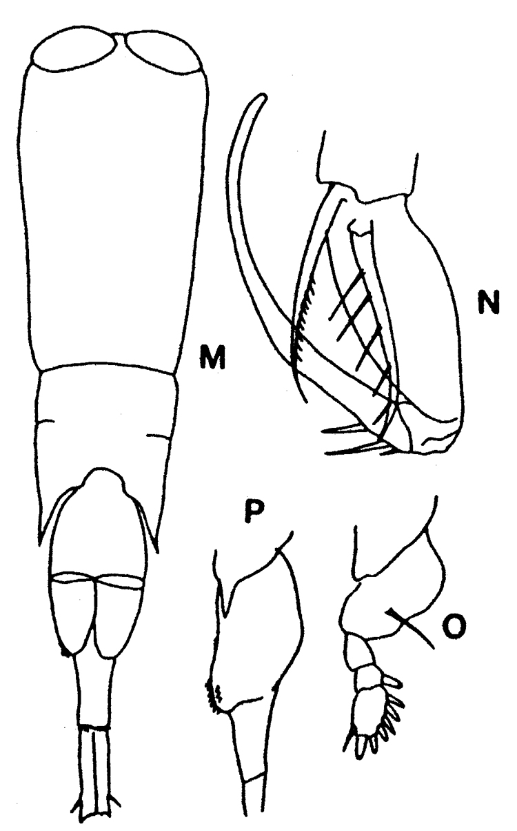 Espèce Farranula gibbula - Planche 12 de figures morphologiques