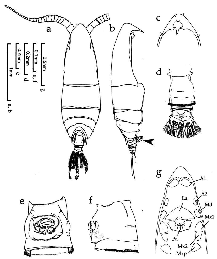 Species Ryocalanus spinifrons - Plate 1 of morphological figures