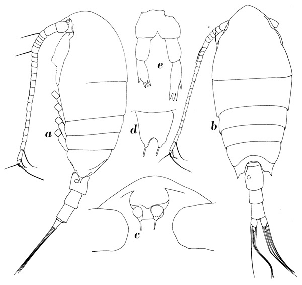 Espce Undinella acuta - Planche 1 de figures morphologiques