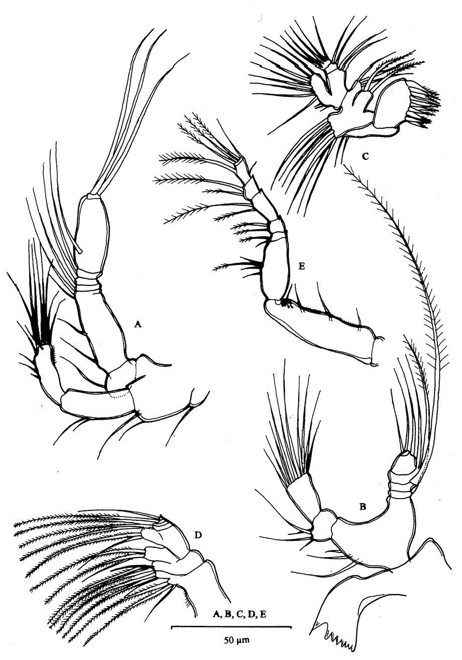 Species Mesaiokeras hurei - Plate 3 of morphological figures