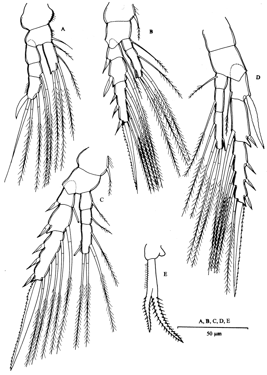 Espce Mesaiokeras hurei - Planche 4 de figures morphologiques