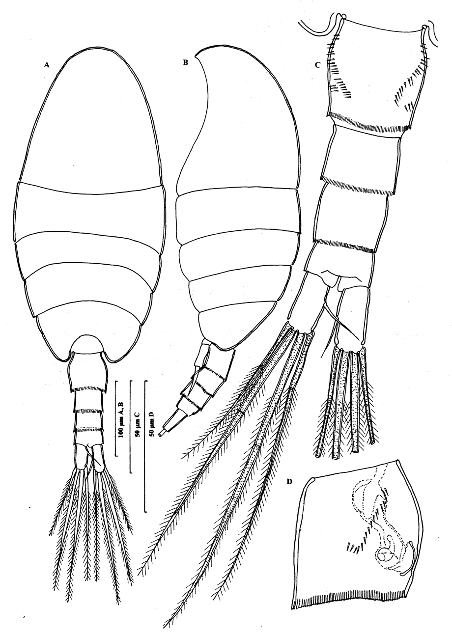 Species Speleohvarella gamulini - Plate 1 of morphological figures
