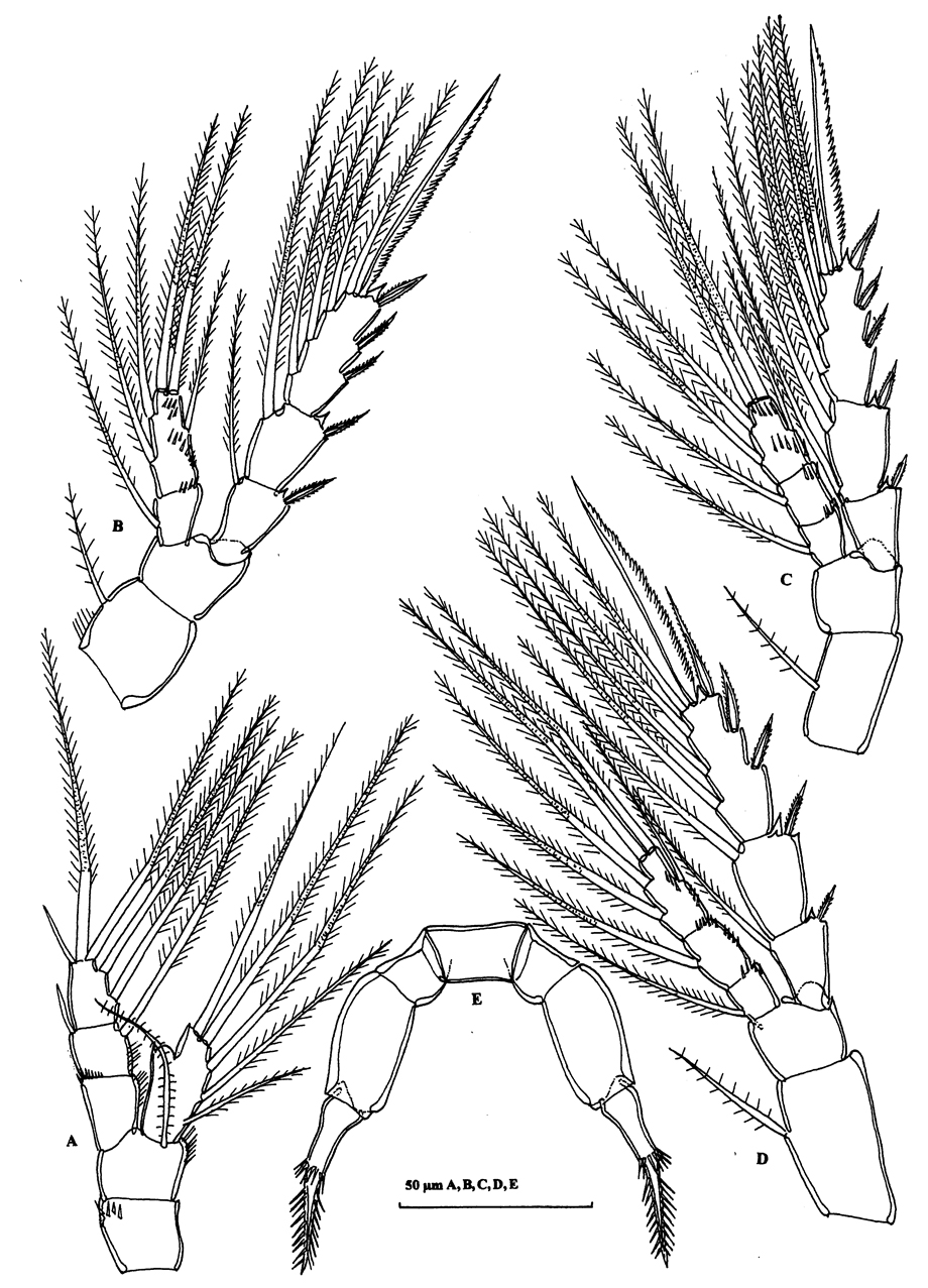 Species Speleohvarella gamulini - Plate 4 of morphological figures
