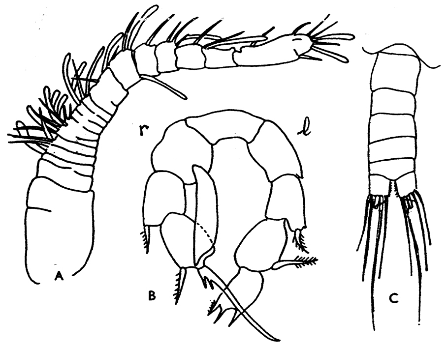 Espce Paramisophria spooneri - Planche 3 de figures morphologiques