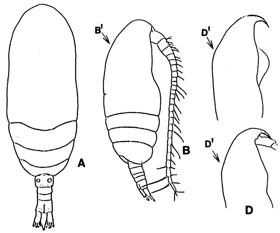 Species Paracalanus parvus - Plate 18 of morphological figures