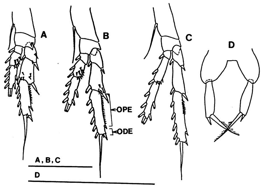 Espce Paracalanus parvus - Planche 19 de figures morphologiques