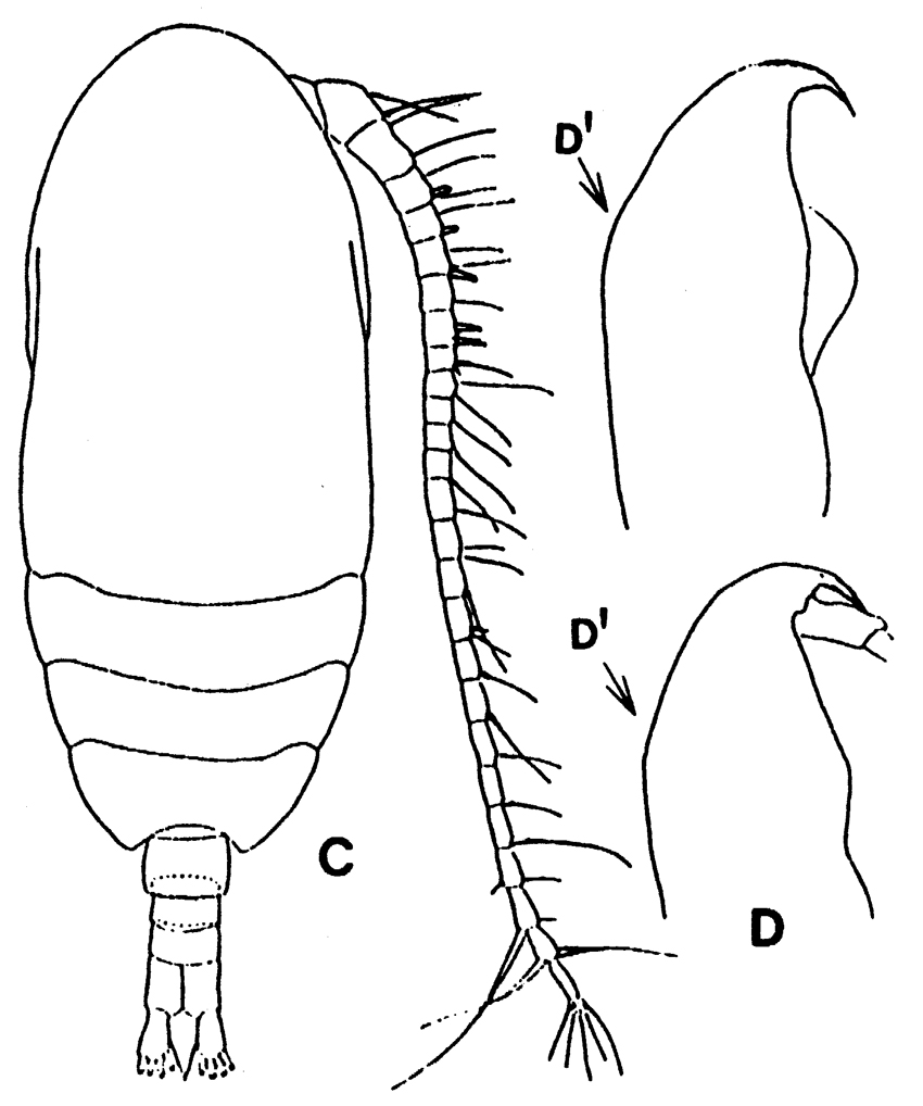 Espèce Paracalanus indicus - Planche 11 de figures morphologiques