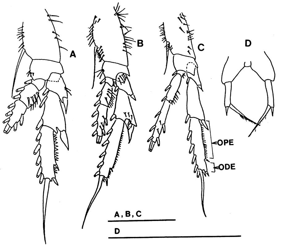 Species Paracalanus indicus - Plate 12 of morphological figures