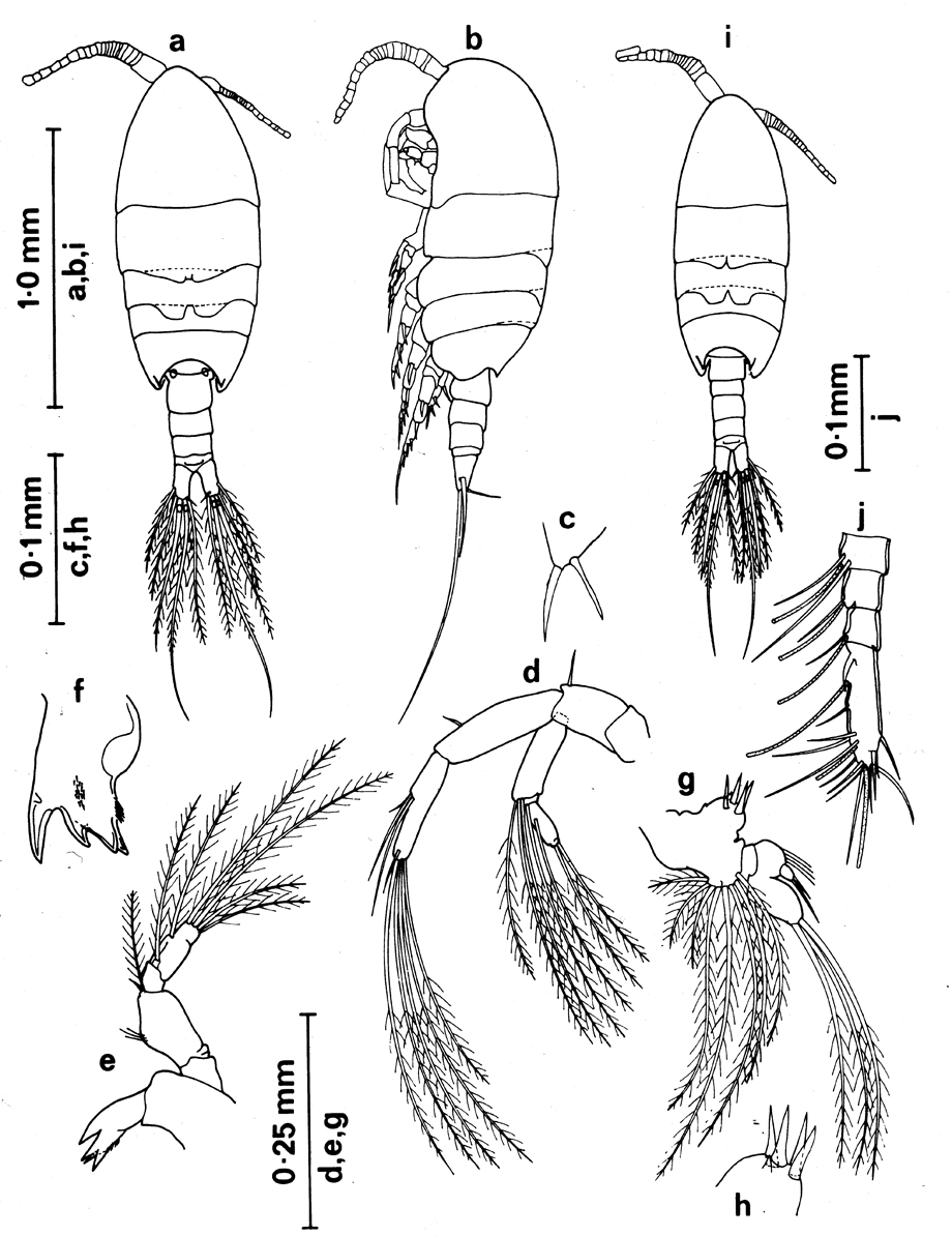Espèce Paramisophria variabilis - Planche 1 de figures morphologiques