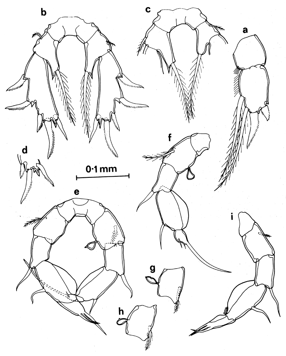 Espèce Paramisophria variabilis - Planche 2 de figures morphologiques