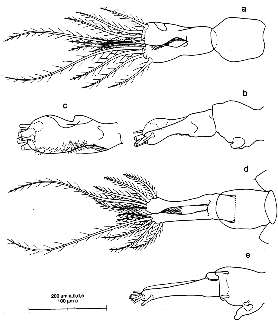 Espèce Tortanus (Atortus) scaphus - Planche 4 de figures morphologiques
