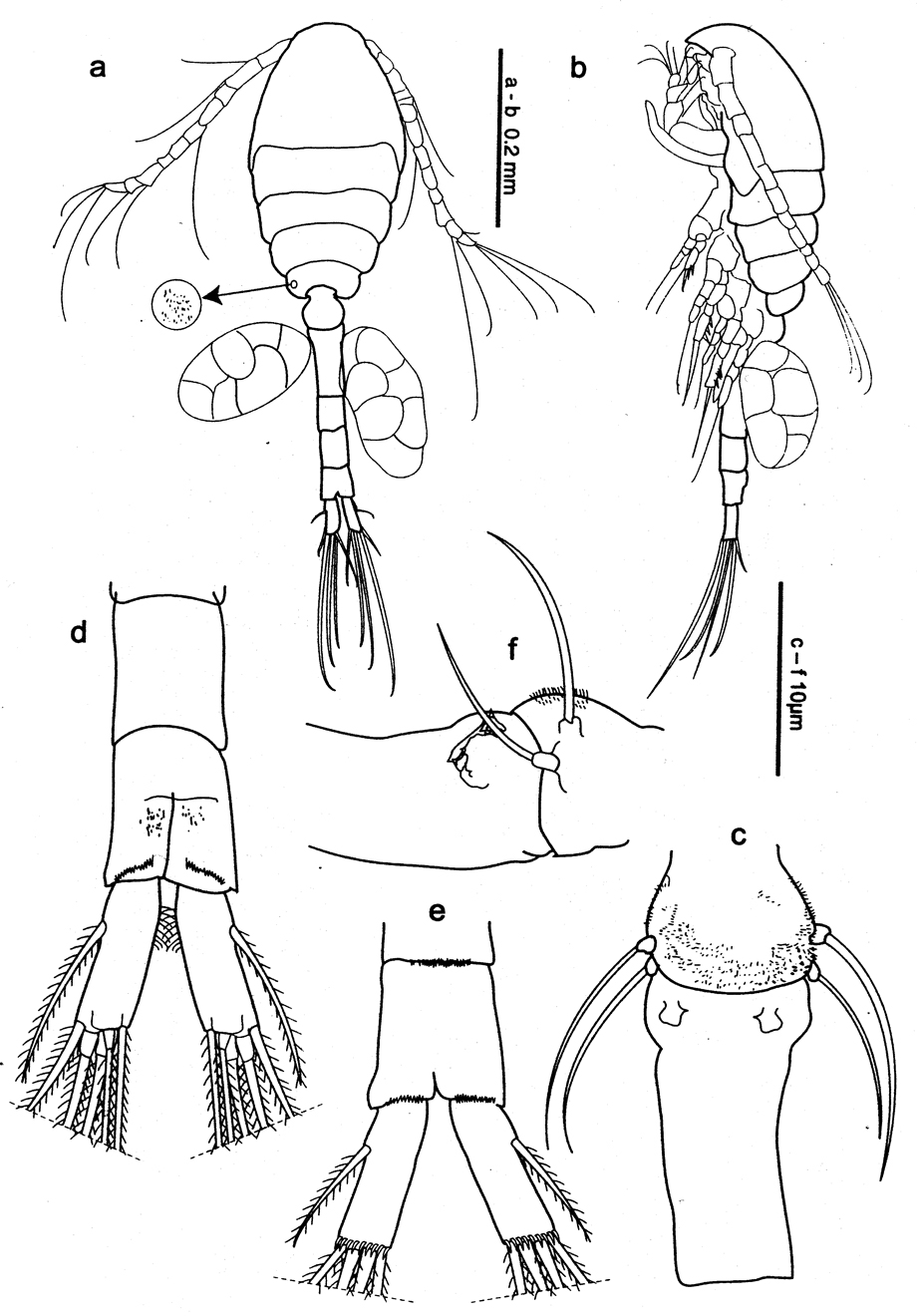 Espce Oithona nishidai - Planche 1 de figures morphologiques