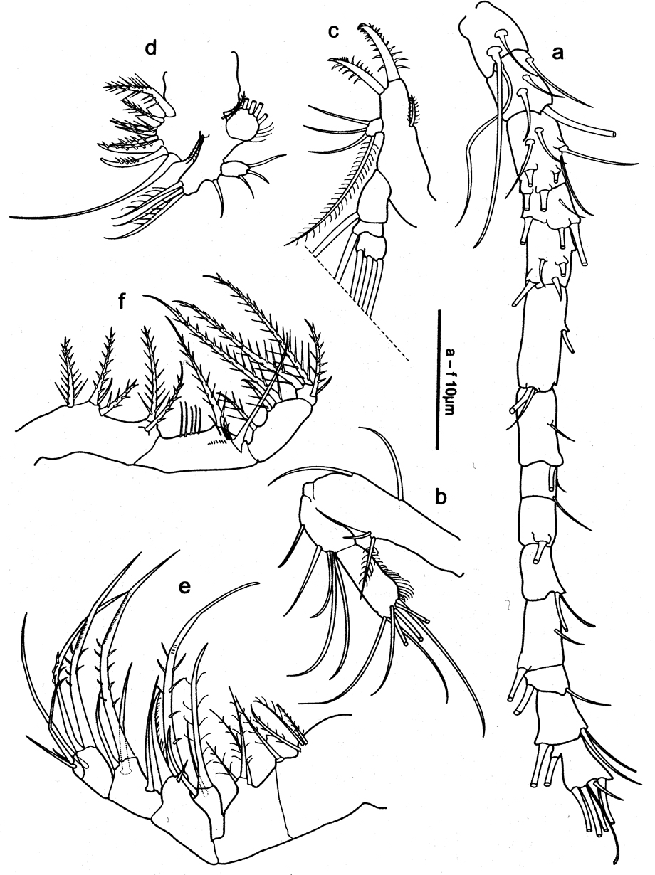 Espce Oithona nishidai - Planche 2 de figures morphologiques