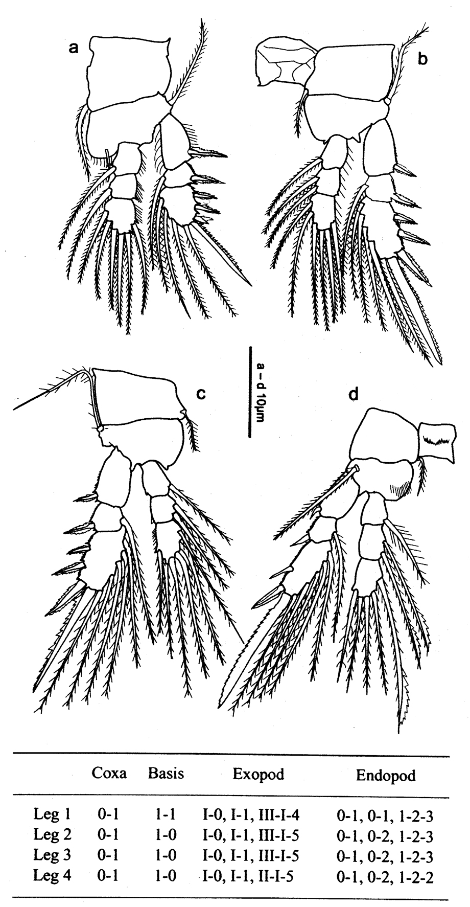 Espce Oithona nishidai - Planche 3 de figures morphologiques