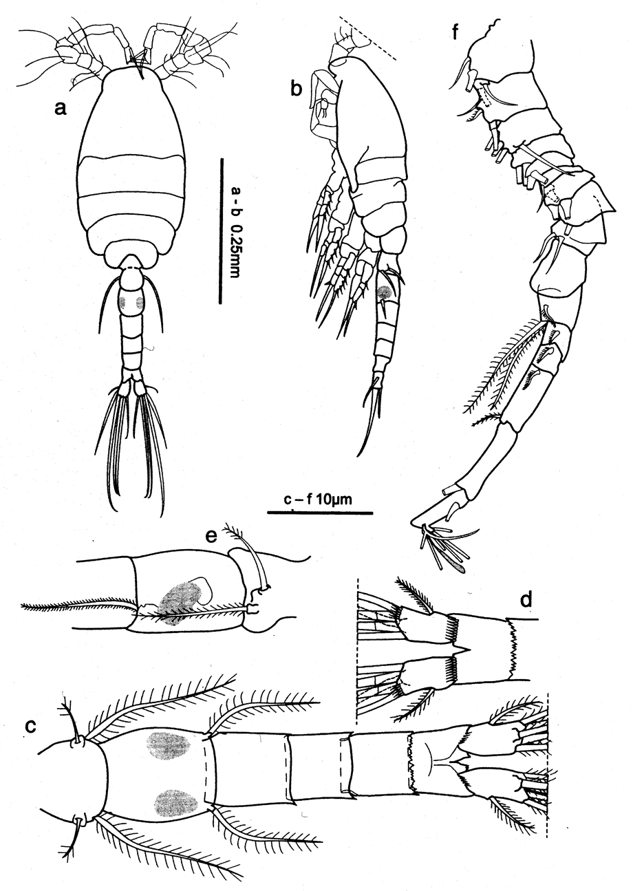 Espèce Oithona nishidai - Planche 4 de figures morphologiques
