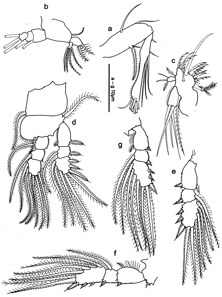 Espèce Oithona nishidai - Planche 5 de figures morphologiques
