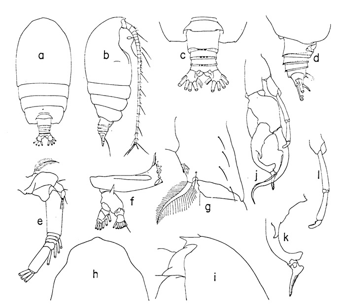 Espce Euchirella amoena - Planche 1 de figures morphologiques