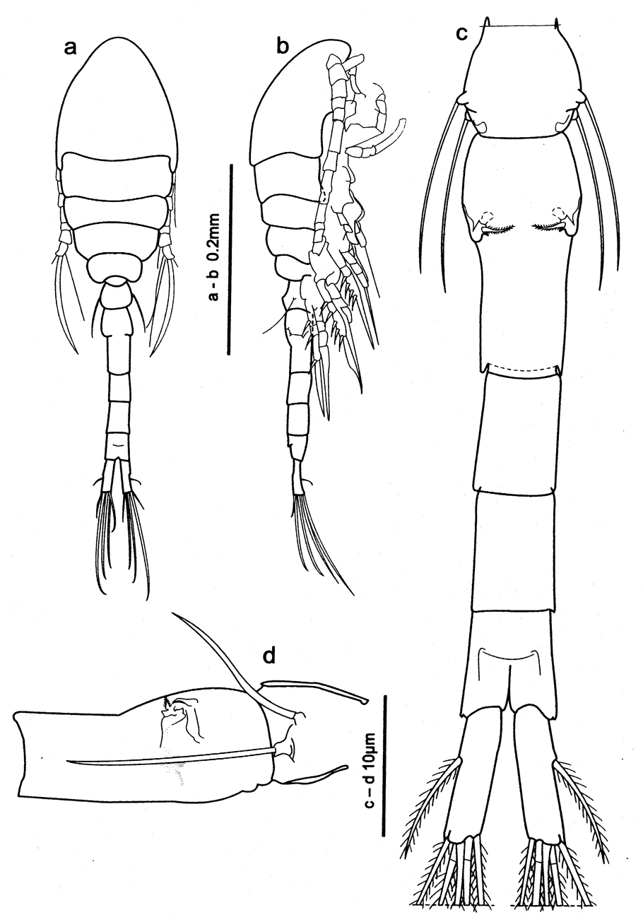 Species Oithona robertsoni - Plate 1 of morphological figures