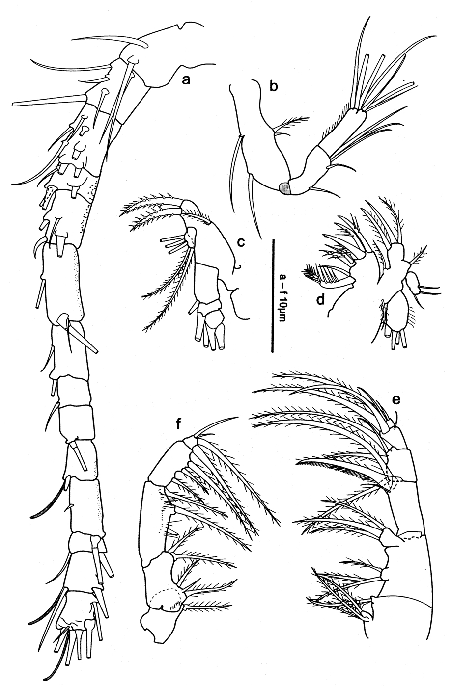 Species Oithona robertsoni - Plate 2 of morphological figures