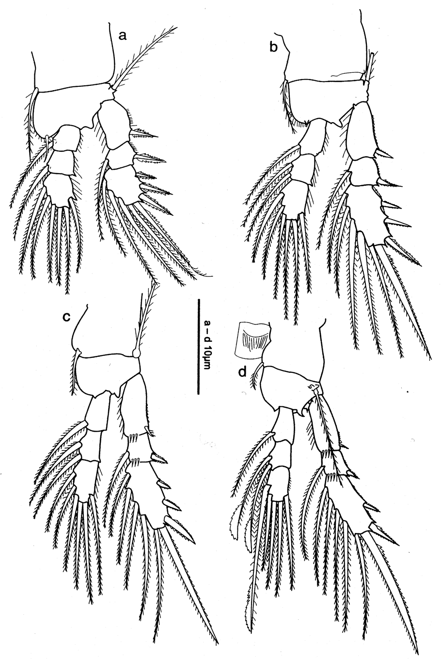 Espce Oithona robertsoni - Planche 3 de figures morphologiques