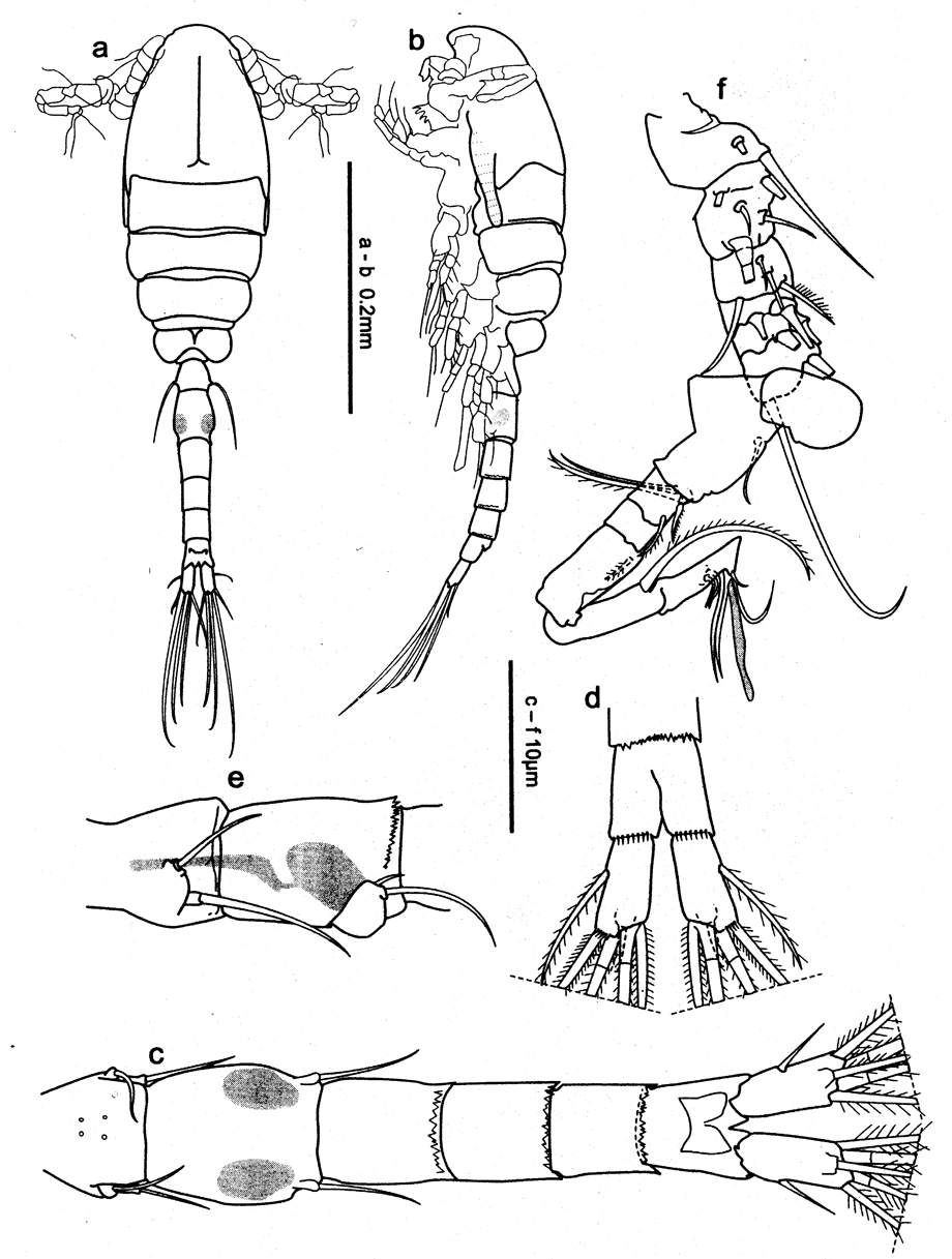 Espce Oithona robertsoni - Planche 4 de figures morphologiques