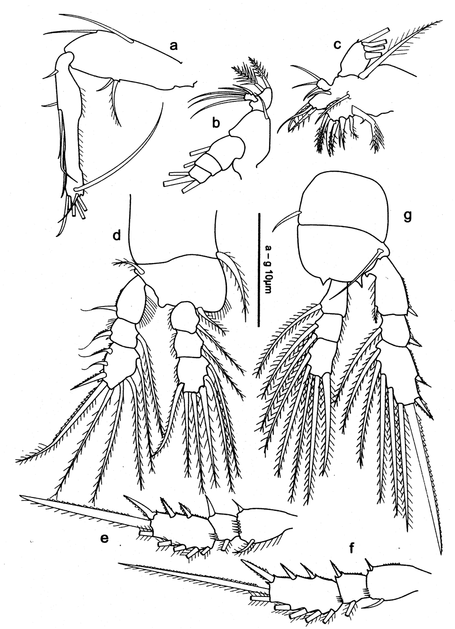 Espce Oithona robertsoni - Planche 5 de figures morphologiques