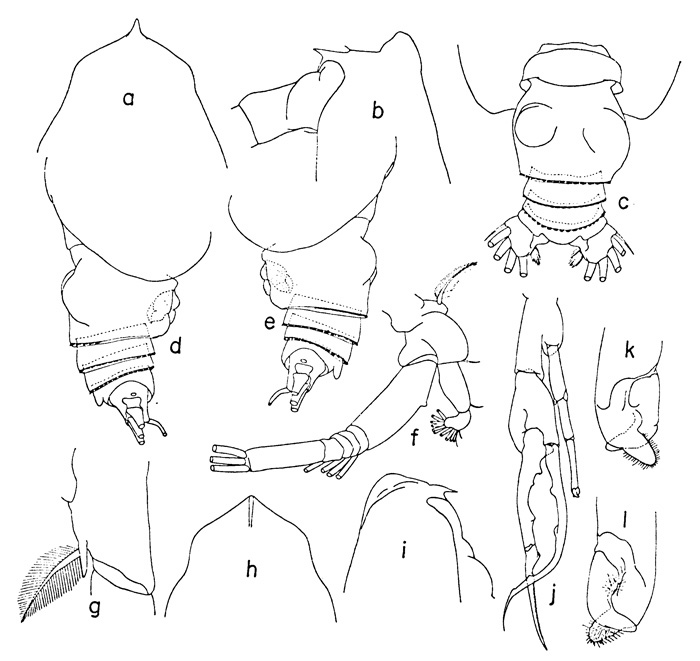 Espce Euchirella bitumida - Planche 3 de figures morphologiques