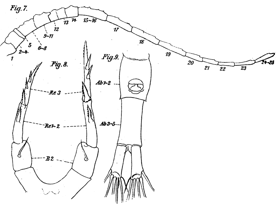 Espèce Calanopia elliptica - Planche 7 de figures morphologiques
