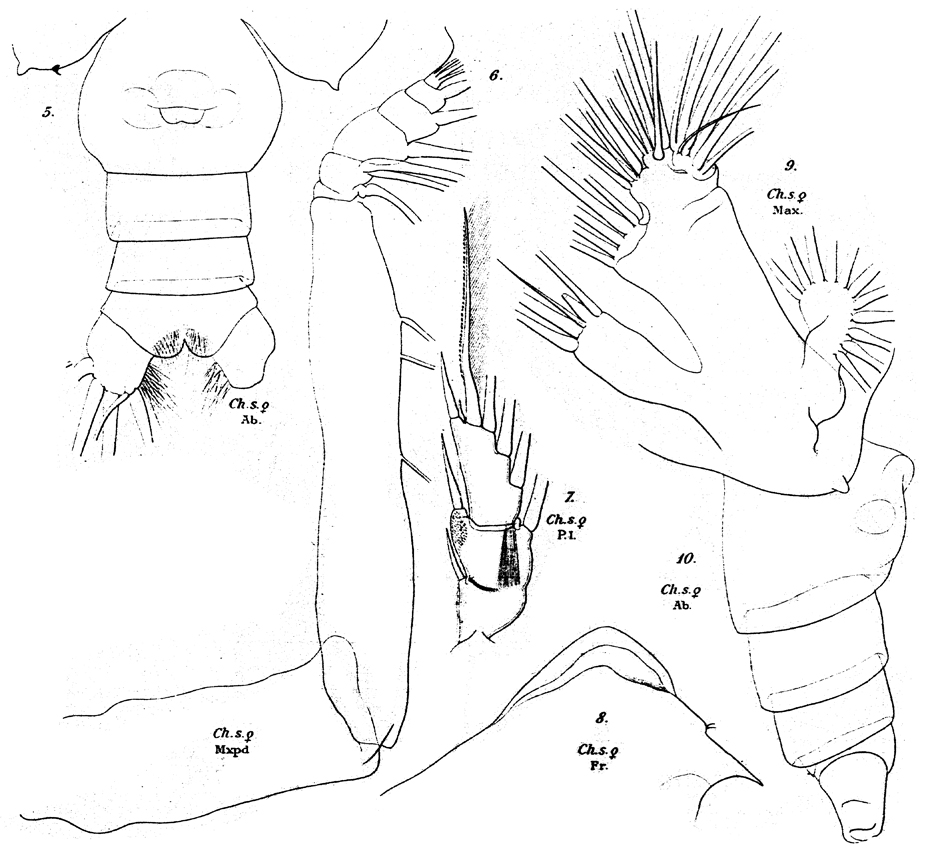 Species Chirundina streetsii - Plate 16 of morphological figures