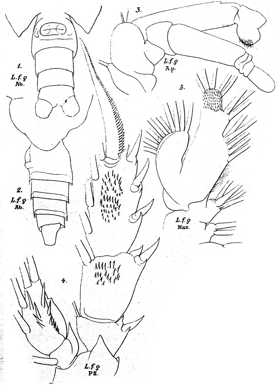 Espèce Lophothrix frontalis - Planche 17 de figures morphologiques