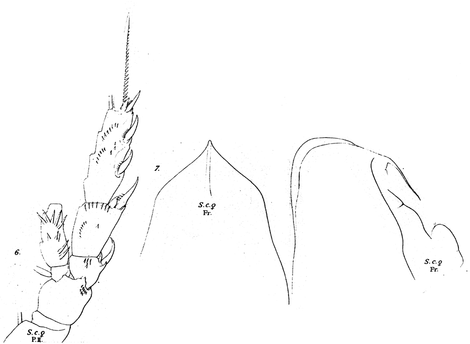 Espce Scaphocalanus magnus - Planche 14 de figures morphologiques