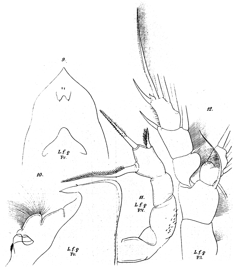 Espèce Lophothrix frontalis - Planche 18 de figures morphologiques