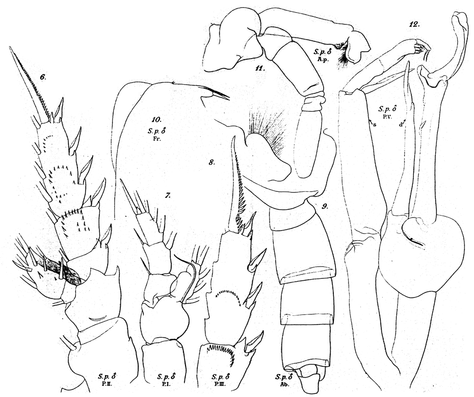 Espèce Scottocalanus persecans - Planche 10 de figures morphologiques
