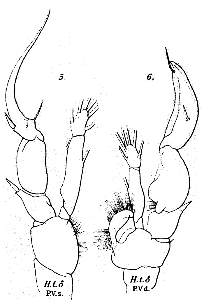 Species Heterorhabdus tanneri - Plate 6 of morphological figures