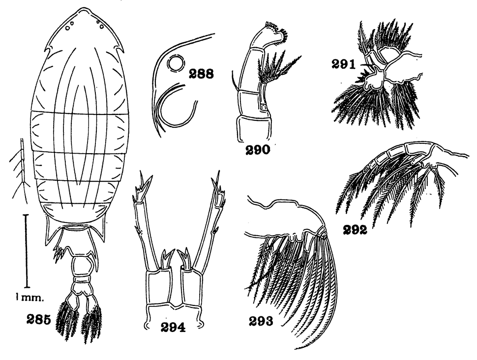 Espce Anomalocera ornata - Planche 2 de figures morphologiques