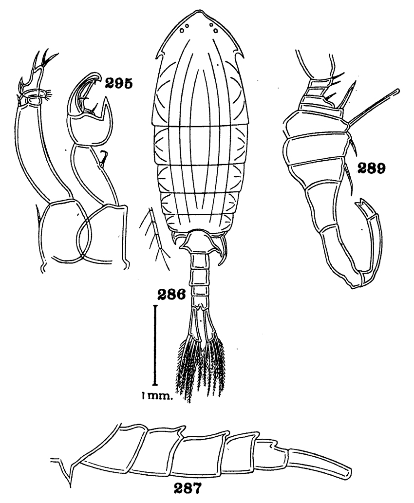 Espce Anomalocera ornata - Planche 3 de figures morphologiques