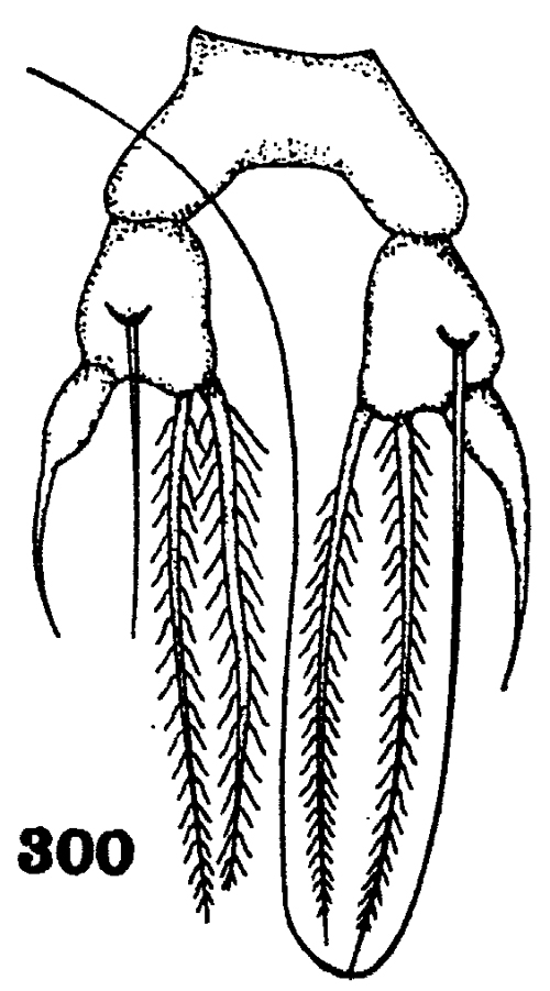 Espce Arietellus simplex - Planche 16 de figures morphologiques