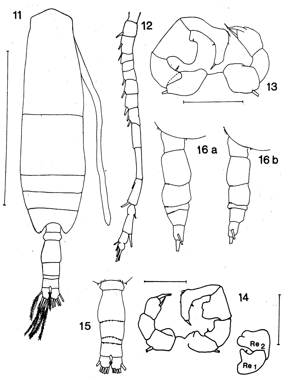 Espèce Acartia (Acanthacartia) californiensis - Planche 2 de figures morphologiques