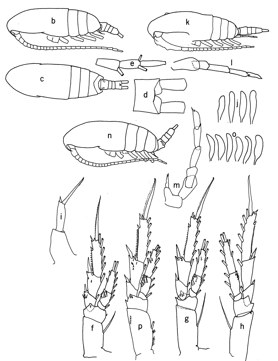 Espce Paracalanus parvus - Planche 21 de figures morphologiques