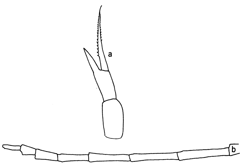Species Rhincalanus rostrifrons - Plate 2 of morphological figures
