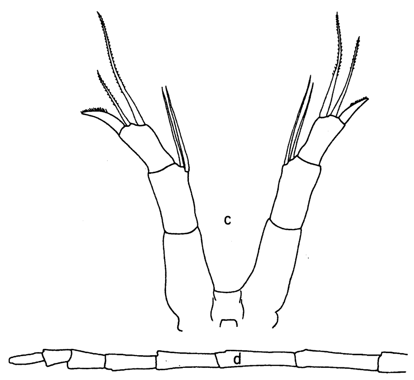 Espèce Rhincalanus cornutus - Planche 2 de figures morphologiques