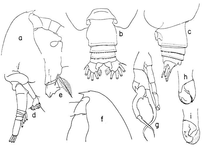 Espce Euchirella pseudotruncata - Planche 1 de figures morphologiques