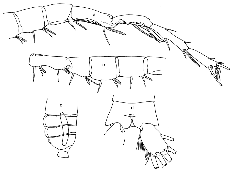 Espèce Pleuromamma piseki - Planche 8 de figures morphologiques